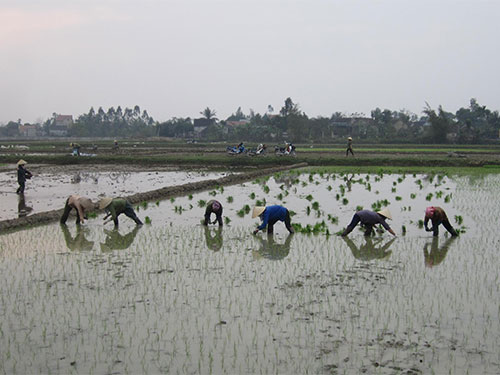 Lúa giống VTNA2 nảy mầm kém khiến người dân xã Nam Cát, huyện Nam Đàn phải thay giống khác
 để sản xuất kịp thời vụ