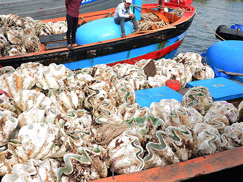 Sò tượng chất đầy trên khoang tàu của ngư dân xã Bình Châu, huyện Bình Sơn, tỉnh Quảng Ngãi