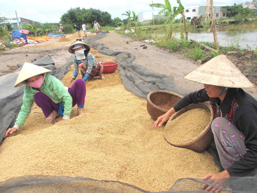 Nông dân ĐBSCL thu hoạch lúa Ảnh: CA LINH