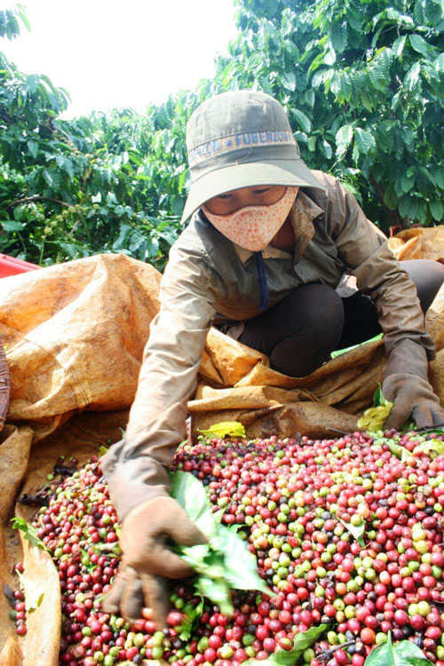 Người trồng cà phê tại Tây Nguyên chờ giá lên thêm