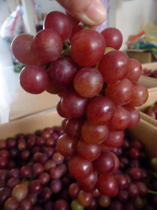 Tiểu thương bán nho lâu năm cho biết nho Ninh Thuận có quả nhỏ, màu đỏ và căng mọng