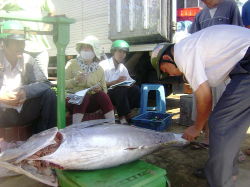 Kiểm tra chất lượng cá ngừ đại dương tại Phú Yên