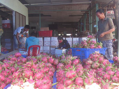 Giá thanh long ở Bình Thuận rớt thê thảm do đang bị ép giá