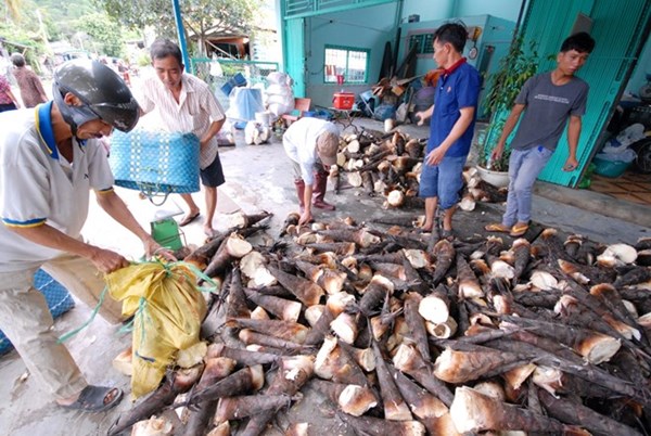 Măng được tập kết dưới chân núi và chuyển đi các nơi tiêu thụ.