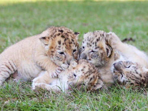4 anh em hổ lai sư tử trắng đầu tiên thế giới