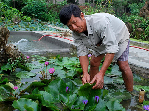 Làm giàu từ hoa súng - Báo Người lao động