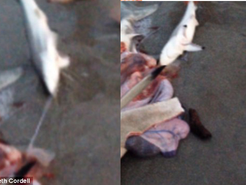 Cận cảnh mổ bụng cá mập cứu 3 cá con