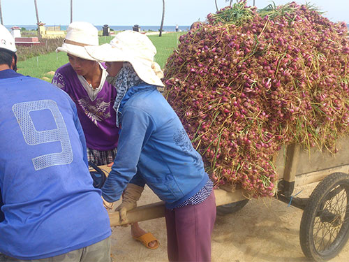 Nông dân Lý Sơn thu hoạch củ hành