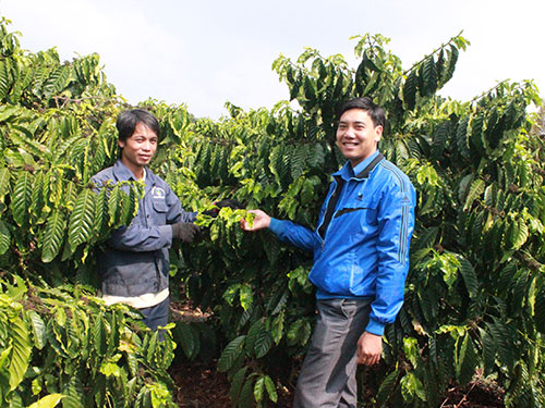 Bí thư Xã đoàn Tân Châu Trần Đình Đức (phải) hướng dẫn đoàn viên thực hiện mô hình 
cà phê ghép chồi cao sản