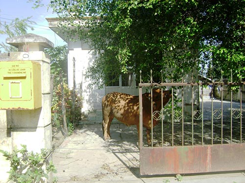 Bưu điện văn hóa xã Đức Bình Đông, huyện Sông Hinh, tỉnh Phú  Yên thành nơi nhốt bò Ảnh: HỒNG ÁNH