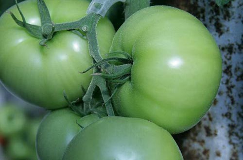 Thí nghiệm cho thấy tomatidine trong cà chua còn xanh giúp cơ chuột khỏe hơn 
Ảnh: UPI