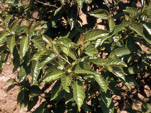 Thuốc trị ung thư mới có cấu trúc tương tự chất tìm thấy trong cây hỷ thụ
Ảnh: worldbotanical.com Thuốc trị ung thư mới có cấu trúc tương tự chất tìm thấy trong cây hỷ thụ
Ảnh: worldbotanical.com