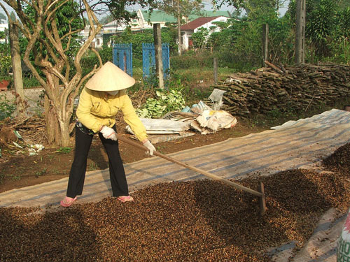 Năng suất cà phê giảm, giá thành sản xuất tăng làm ảnh hưởng đến thu nhập nông dân