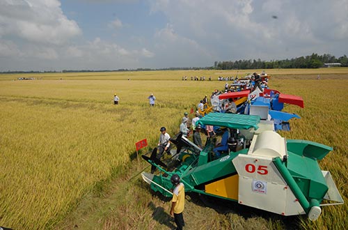 Các doanh nghiệp xuất khẩu gạo đang triển khai mua lúa tạm trữ vụ đông xuân