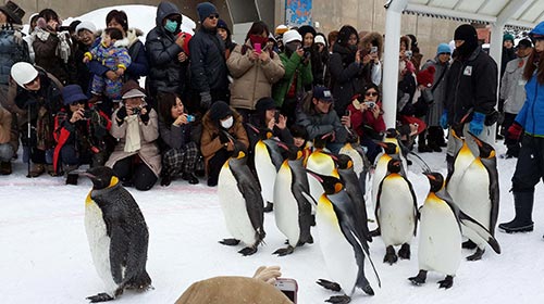 Tại vườn thú Asahiyama, du khách có thể đi dạo cùng các chú chim cánh cụt