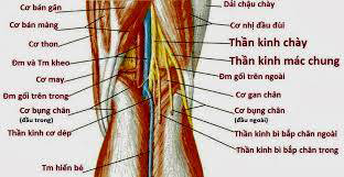 Phục hồi chức năng