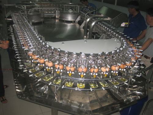 Thiết bị đập trứng tự động để chế biến bột trứng