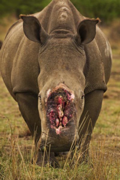 Tê giác bị cưa sừng tại Nam Phi (Ảnh do ban tổ chức cung cấp)