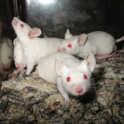 Vai trò quan trọng hơn của tế bào ipRGC được  phát hiện qua thí nghiệm trên chuột Ảnh: Cosmos Magazine