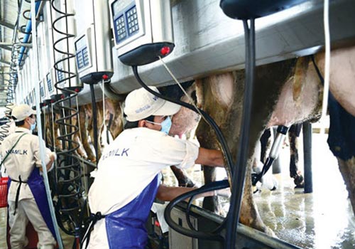 Trang trại bò sữa của Vinamilk đạt chuẩn quốc tế GlobalG.A.P.