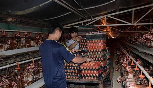 Trang trại gà của anh Diễn có khả năng cung cấp 30.000 trứng/ngày