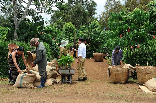 Hàng nông sản chủ yếu vẫn còn xuất khẩu dạng thô