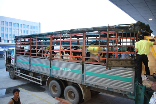 Bò sữa cao sản được đưa ra xe tải chuyên dụng vận chuyển về trang trại ở Lâm Đồng Bò sữa cao sản được đưa ra xe tải chuyên dụng vận chuyển về trang trại ở Lâm Đồng