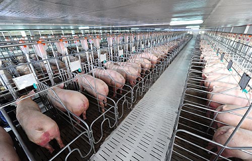 Mô hình trại chăn nuôi heo thịt công nghiệp