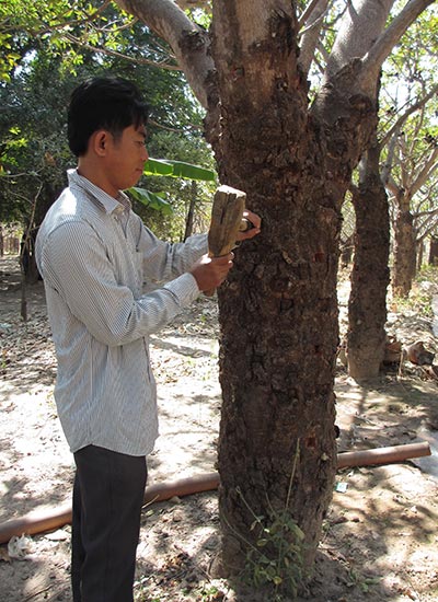 “Vua cây trôm” Trịnh Toàn và bí quyết trích xuất tinh chất mủ trôm đã ứng dụng trong điều trị nám chuyên sâu và tạo nên thương hiệu mỹ phẩm Vĩnh Tân