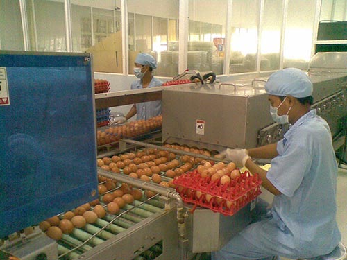Trứng gà omega 3 - Vietfarm được kiểm tra nghiêm ngặt