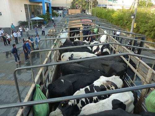Bò được chuyển sang xe tải chuyên dụng để vận chuyển về trại bò ở lâm Đồng