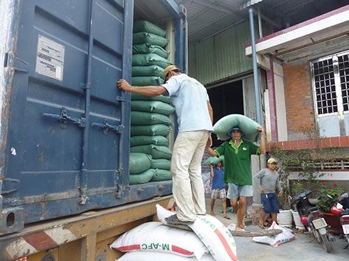 Giá lúa gạo tại đồng bằng sông Cửu long đang giảm nhẹ