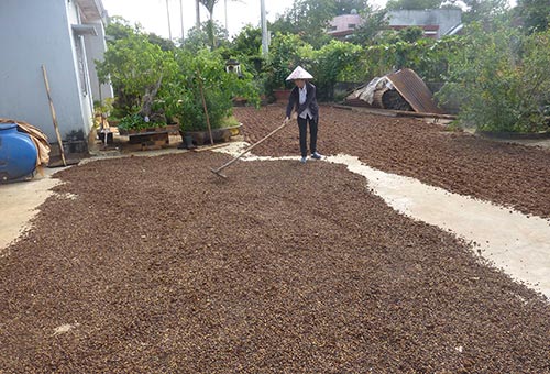 Thu hoạch cà phê tại Đắk Lắk