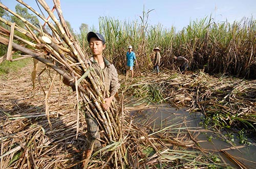 Giá mía đang giảm mạnh tại khu vực đồng bằng sông Cửu Long