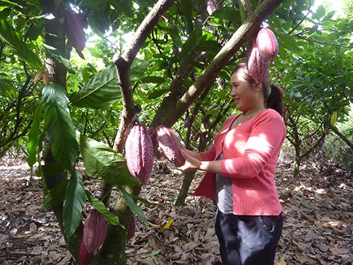 Nhiều nông dân còn e ngại khi đầu tư trồng cây cacao