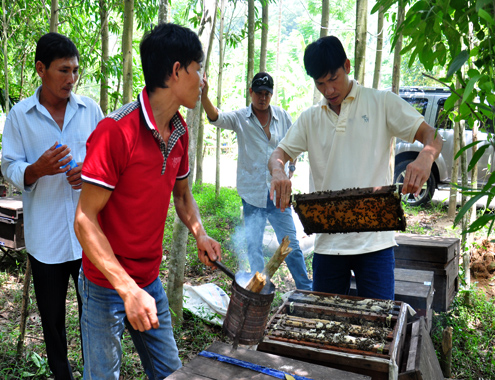 Các thương lái đến kiểm tra nguồn mật thiên nhiên ở một  trang trại ong tại rẫy keo lá tràm của người dân xã Hành Tín Đông, huyện Nghĩa Hành.