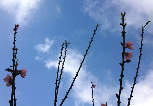 Đào phai đẹp lung linh giữa nền trời xanh thẳm.