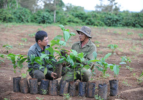 Cung cấp cây cà phê giống cho nông dân Tây nguyên