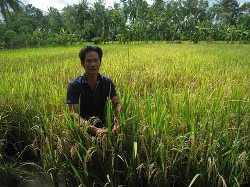 Hơn 3 ha lúa của ông Phạm Hoàng Tiếp bị thiệt hại sau khi phun thuốc “9 trong 1”