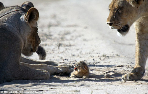 Mèo hoang tí hon kiên cường trước bầy sư tử cái