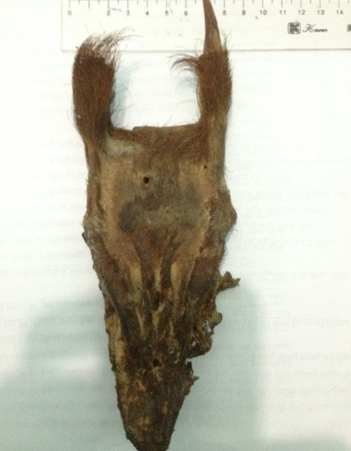 Đầu con Mang được tìm thấy ở nhà dân trong vùng.