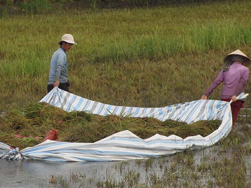 Nông dân rất khổ sở trong khi các công ty xuất khẩu gạo lại hoang phí cả ngàn tỉ Ảnh: CA LINH