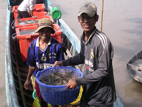 Liên kết vùng để phát huy thế mạnh của từng địa phương và tăng thu nhập cho nông dân. 
Trong ảnh: Thu hoạch tôm ở ĐBSCL