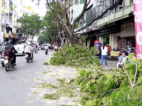 Để lấy đất làm dự án, nhiều cây xanh khu vực trung tâm TP HCM bị đốn hạẢnh: Hoàng Triều