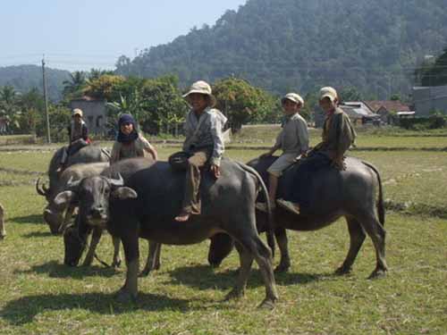 Ra đồng cắt cỏ, chăn trâu là công việc thường xuyên của trẻ em nhiều vùng nông thôn thuộc các huyện Ninh Phước, Thuận Nam