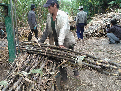 Nhiều năm nay, giá mía luôn ở mức thấp nên người trồng mía thường thua lỗ