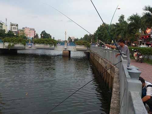 Trên kênh Nhiêu Lộc - Thị Nghè, cá cũng bị tận diệt