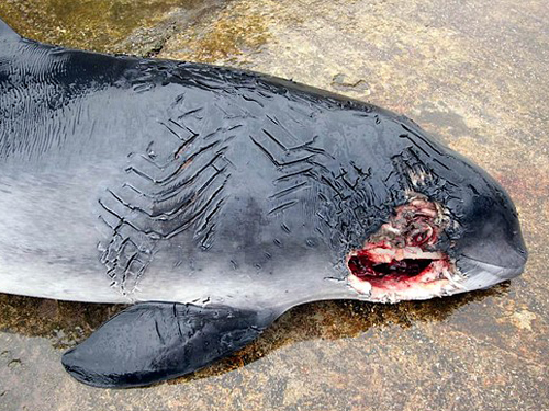 Vết thương trên đầu và hốc mắt của cá heo bị hại