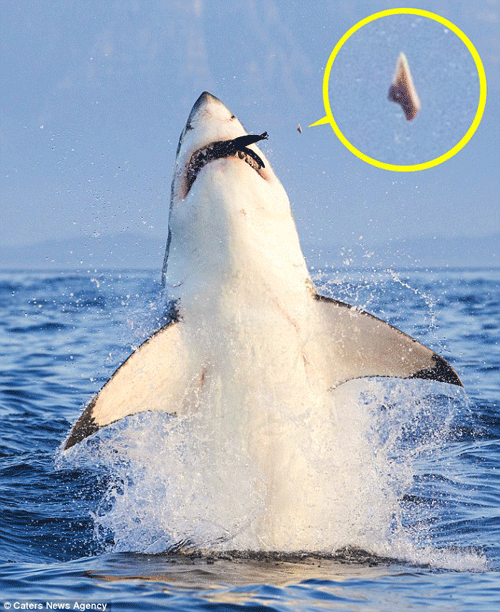 Gros plan sur des requins qui perdent leurs dents en prenant des appâts