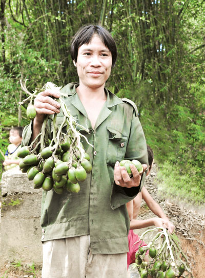 Anh Hồ Văn Lang hái cau giúp bà con chòm xóm. Ảnh: T.T